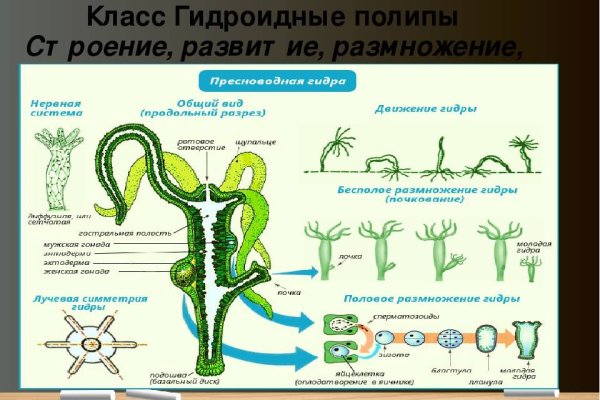 Кракен через браузер