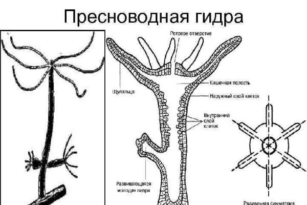 Кракен не работает